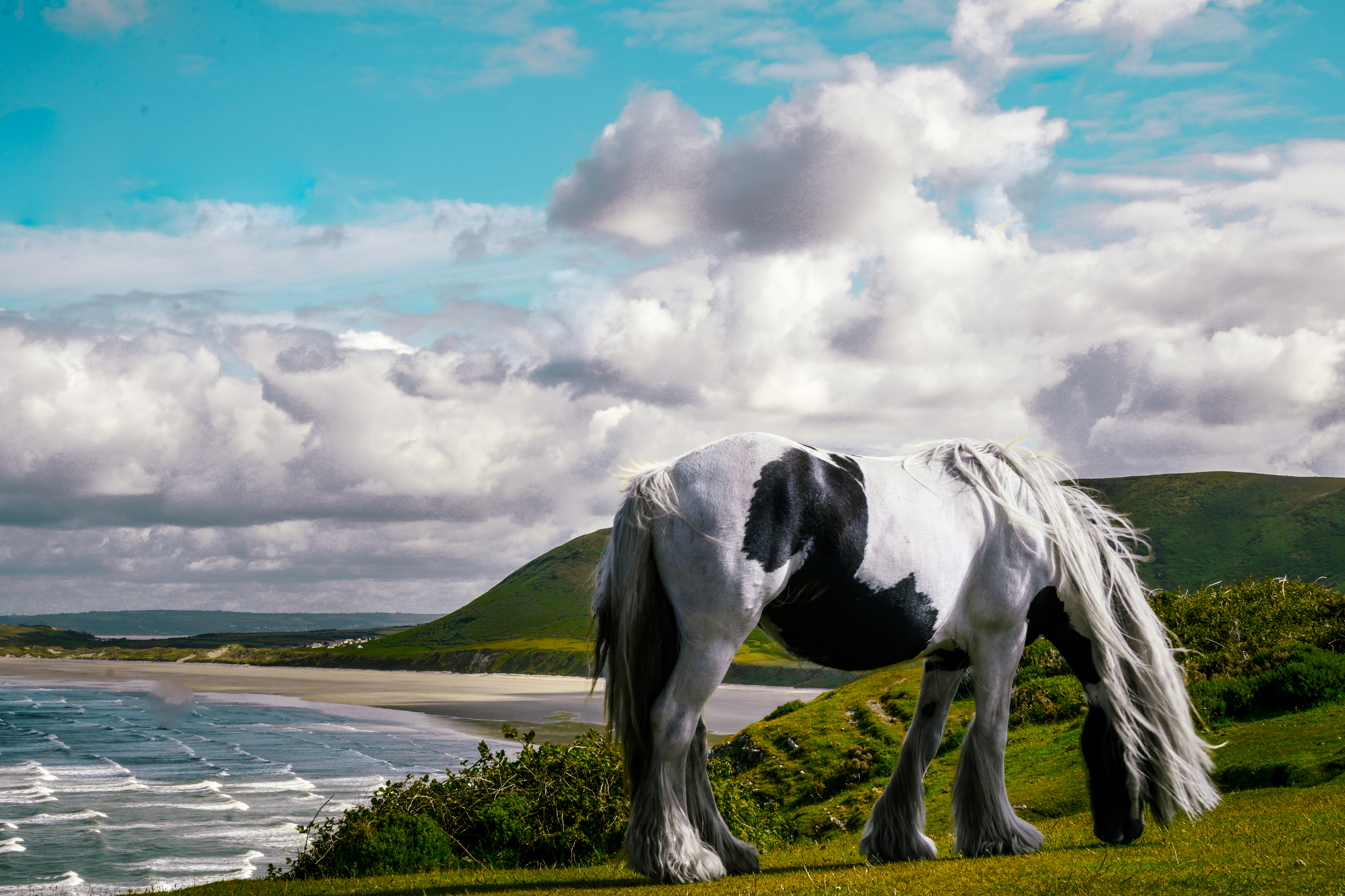 Rhossili Bay horse photograph