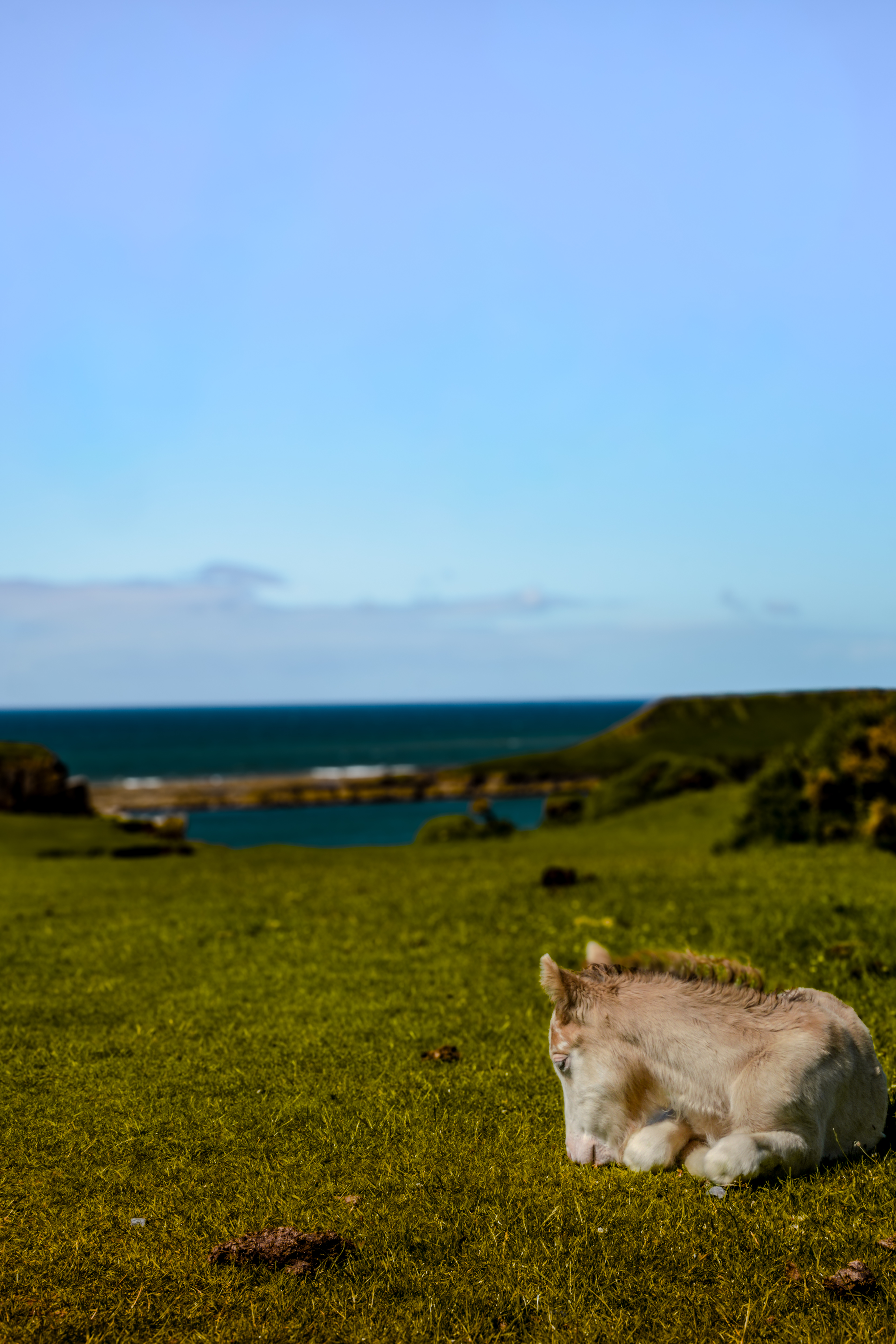 Rhossili Bay horse photograph