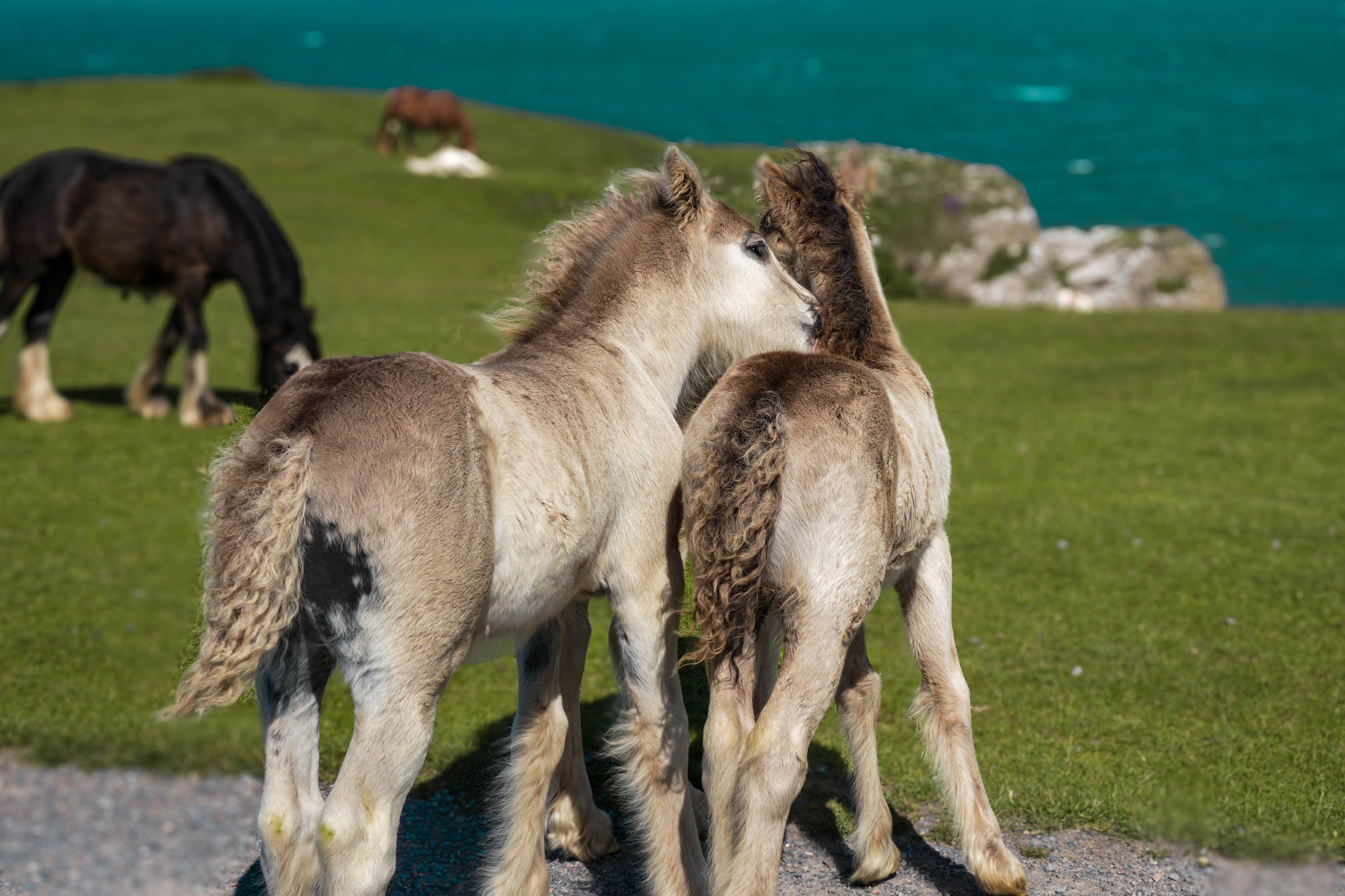 Rhossili Bay horse photograph
