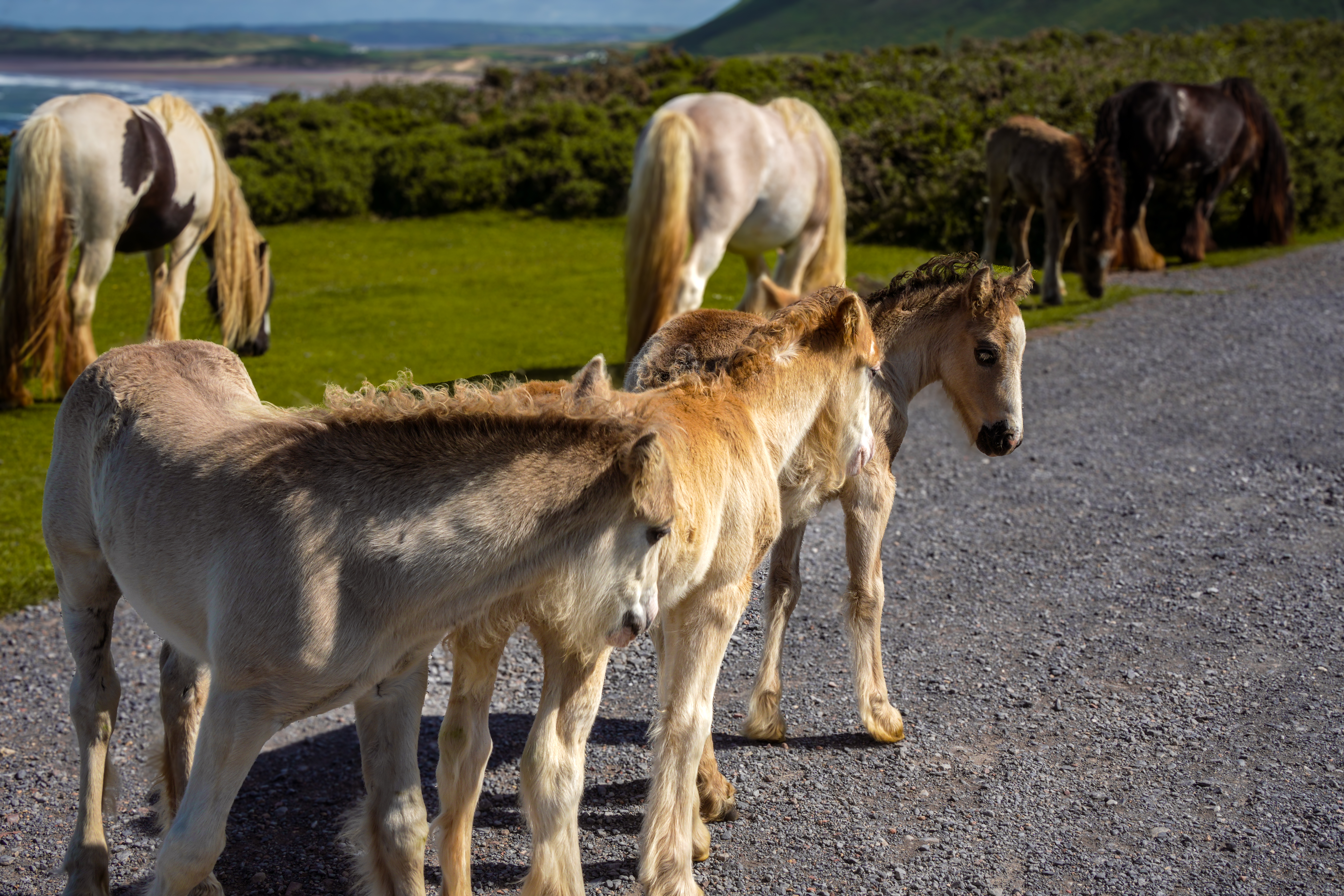 Rhossili Bay herd photograph