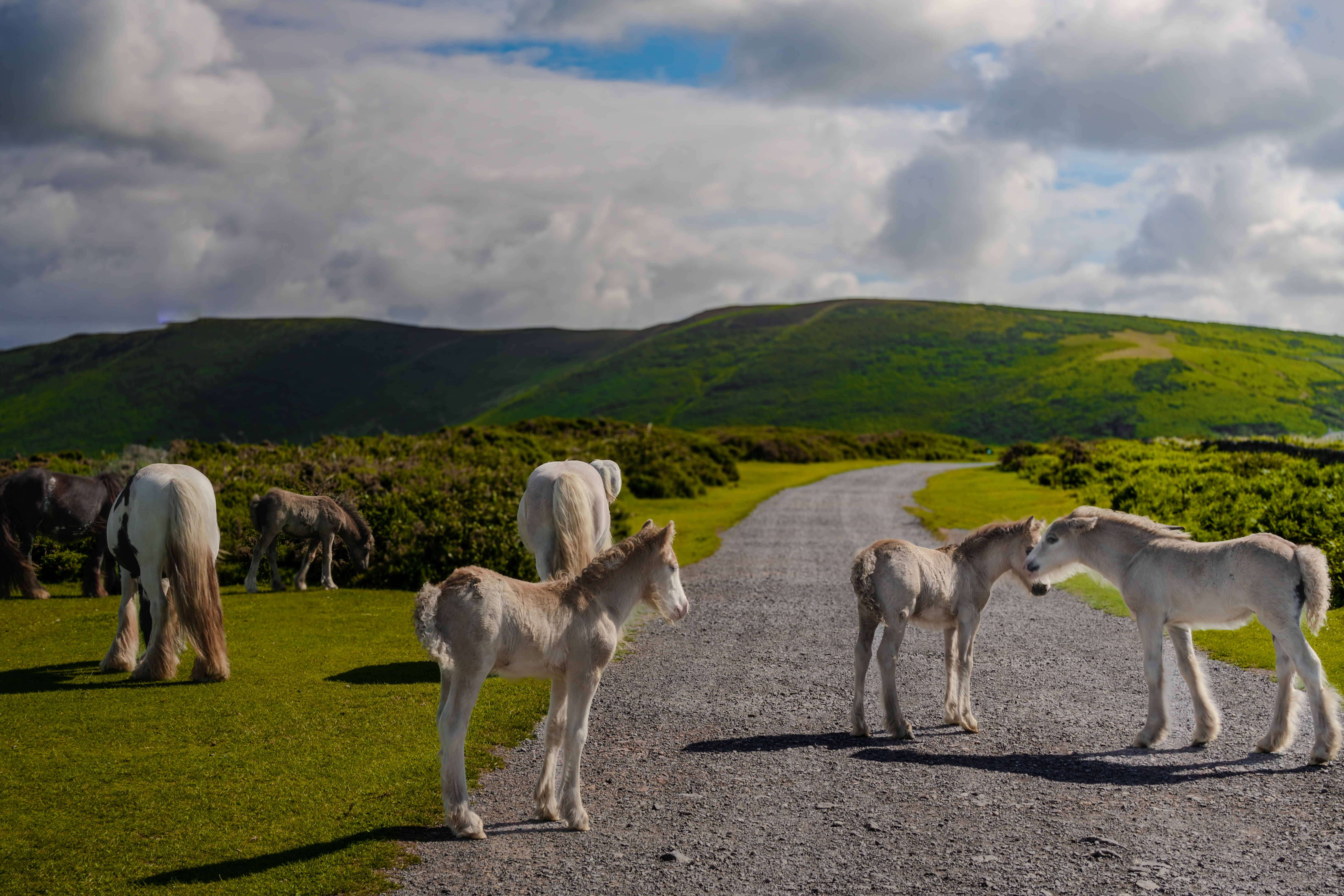 Rhossili Bay horse photograph