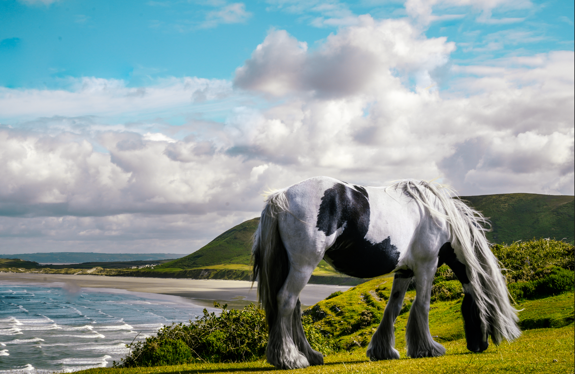 Wild horses in Rhossili Bay
