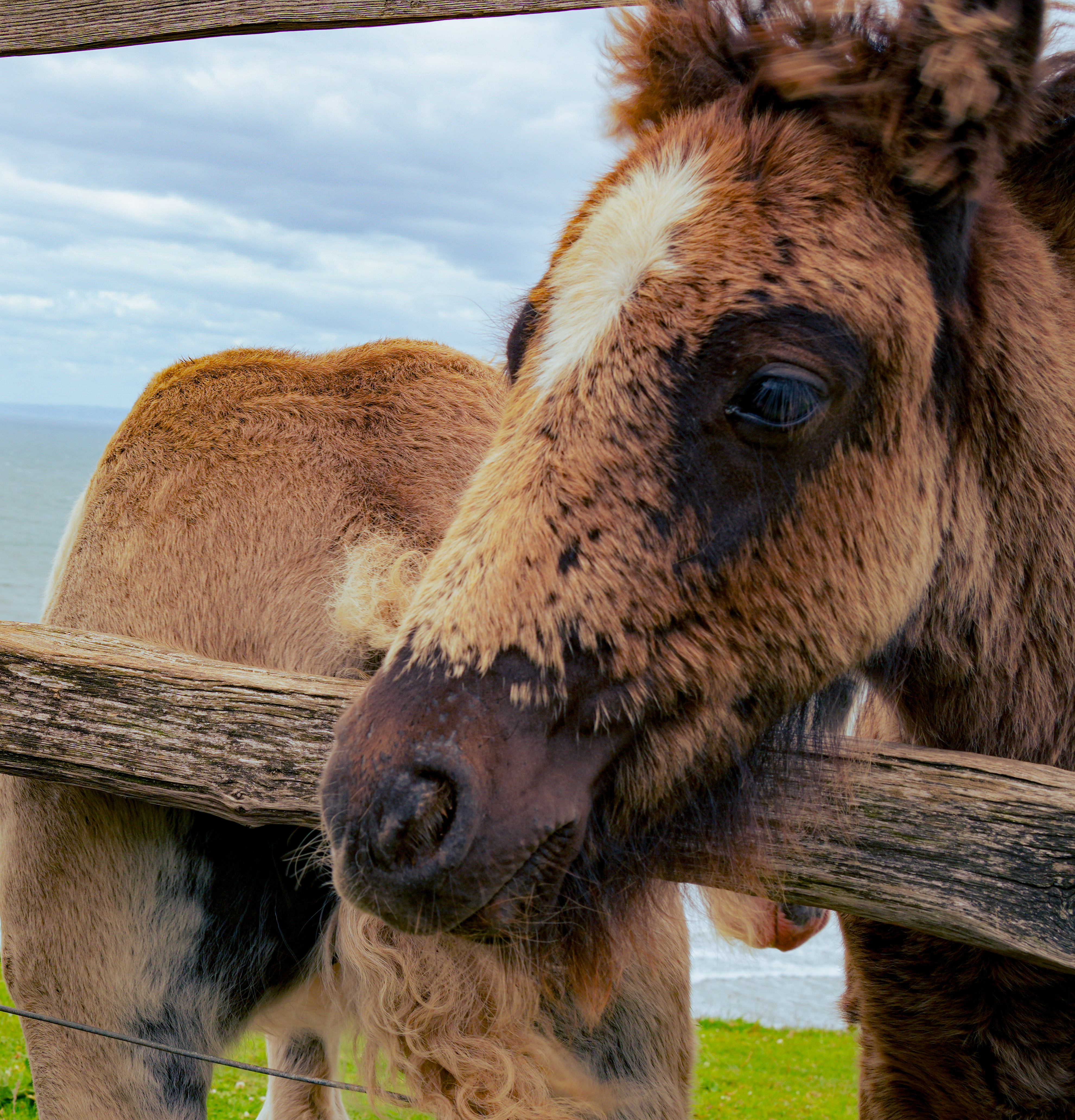 Rhossili Bay horse photograph