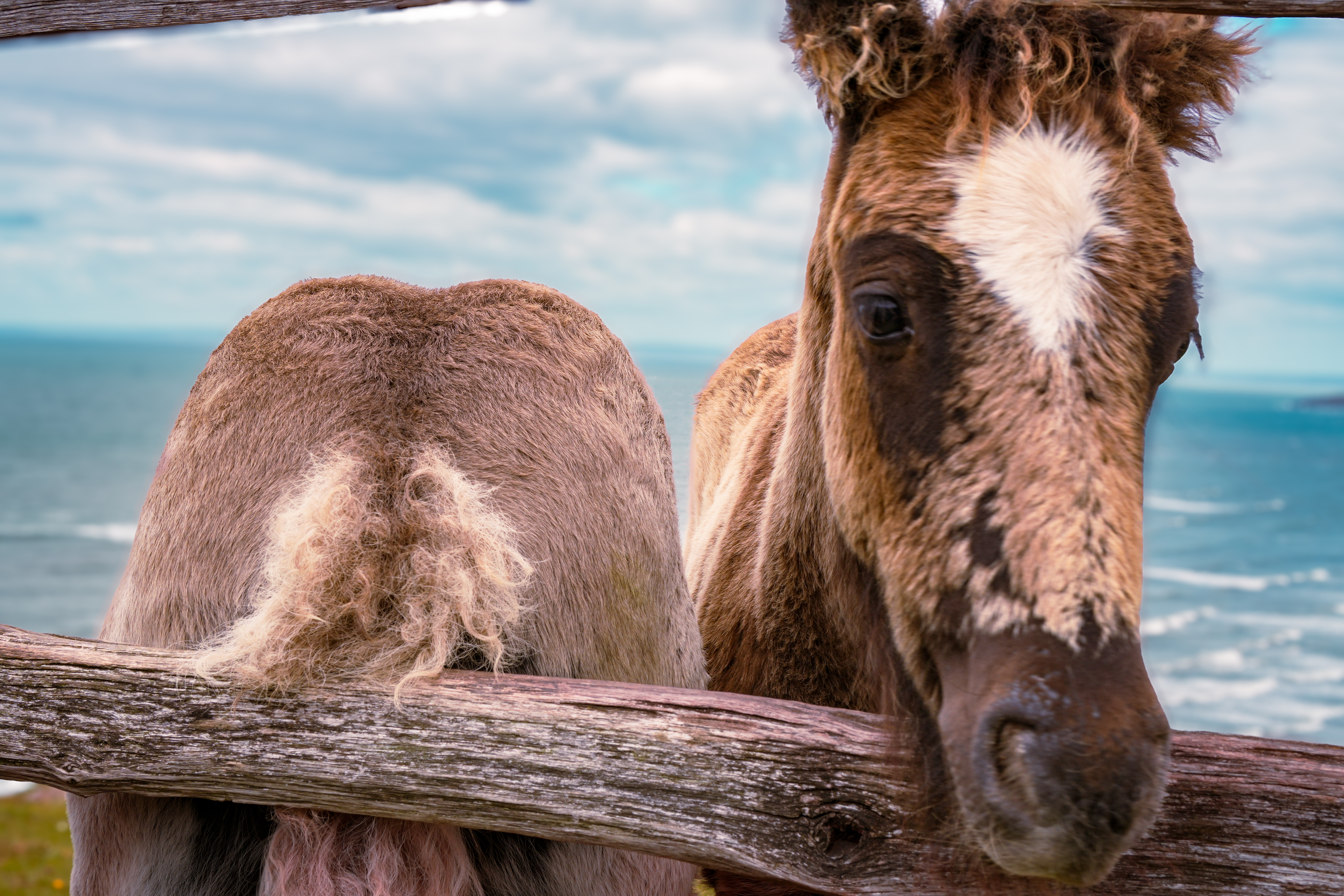 Rhossili Bay horse photograph