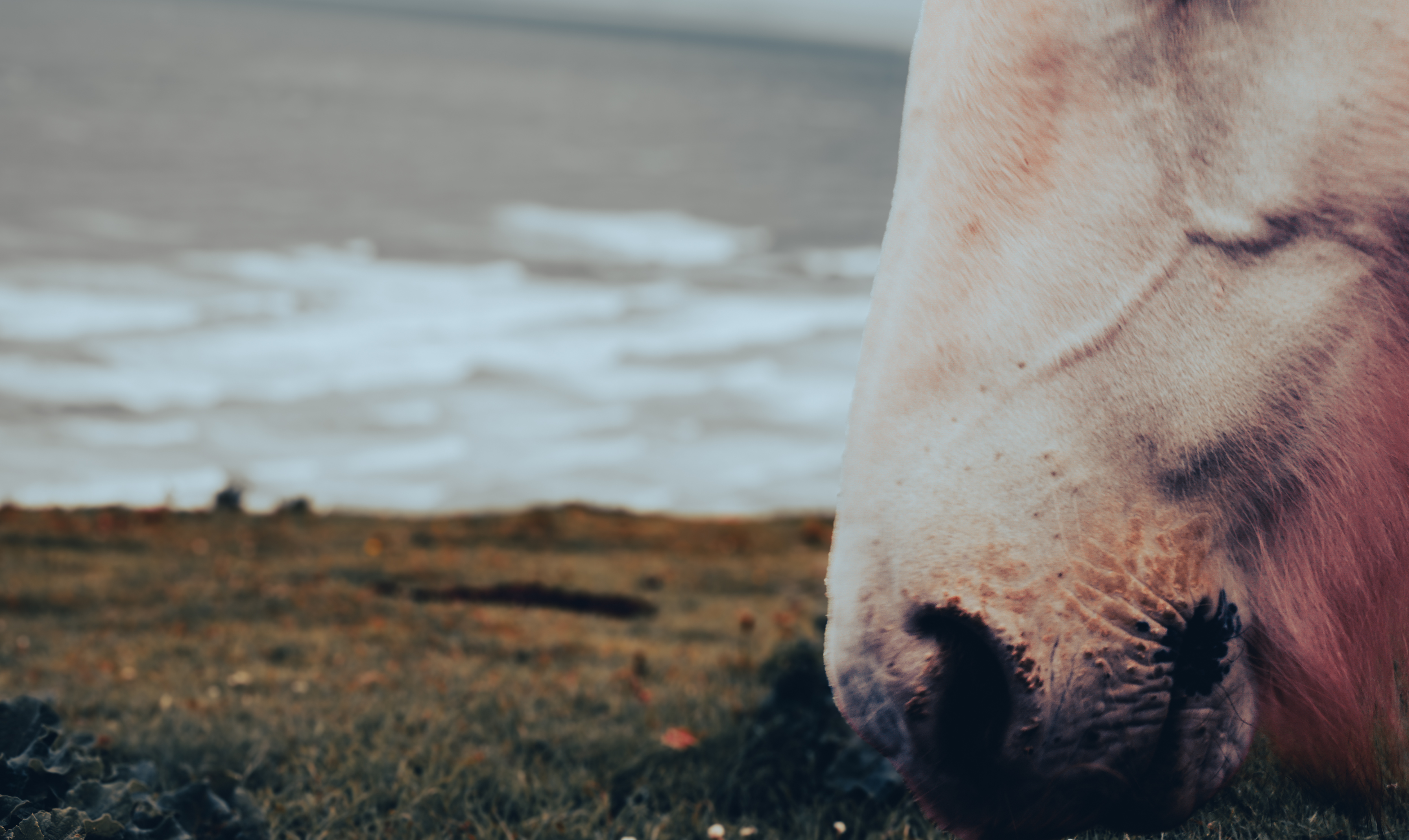 Rhossili Bay horse photograph